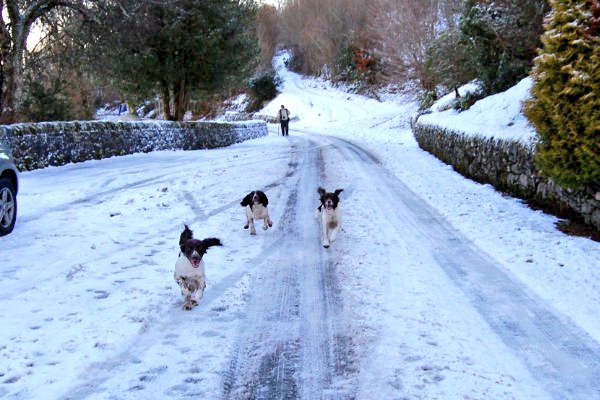SpringerSaint's tweet image. Briar, Jenny &amp;amp; Skye are back together again 🌈💕🌈💕🌈💕
At 10.20am, Briar went very peacefully over the bridge, she was in my arms on the magic settee
Safe journey over the 🌈bridge Briar.  You&apos;ll stay tucked away safely in my heart until we meet again❤️🌈❤️
Goodnight God bless