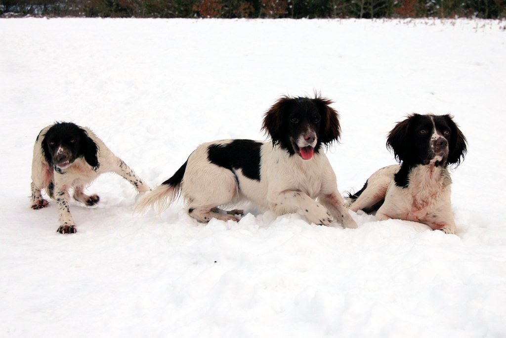 SpringerSaint's tweet image. Briar, Jenny &amp;amp; Skye are back together again 🌈💕🌈💕🌈💕
At 10.20am, Briar went very peacefully over the bridge, she was in my arms on the magic settee
Safe journey over the 🌈bridge Briar.  You&apos;ll stay tucked away safely in my heart until we meet again❤️🌈❤️
Goodnight God bless