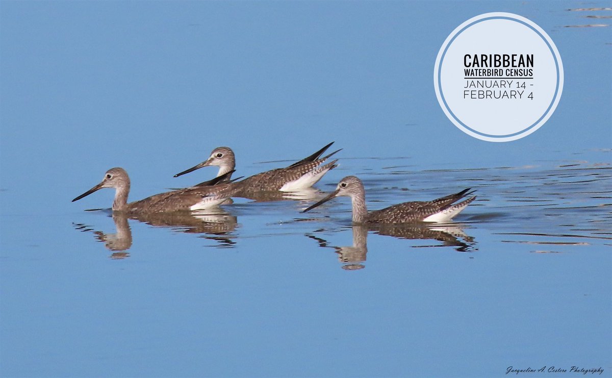 It all begins tomorrow!

#Anguilla #birds #birdwatching #birdphotography #birdsofanguilla #caribbeanwaterbirdcensus #BirdTwitter #TwitterNatureCommunity