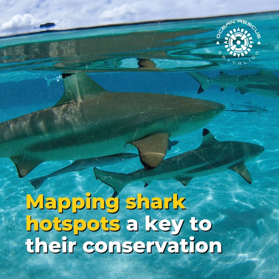 Identifying crucial locations for sharks is a step toward worldwide conservation. Knowing where these zones are and what risks overlap them is key to developing effective conservation initiatives.

saveourseas.com/isra/

#oceannews #marinelife #savetheplanet #ocean #environment