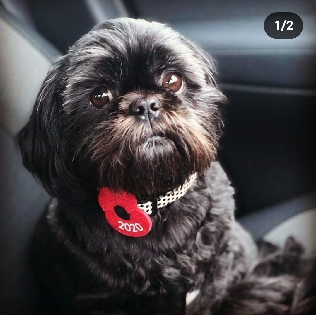 MrsPitt's tweet photo. This is dexter @ArgosPets whom you have taken away cover for his illness. #shameonyou https://t.co/MzBm3DMfoY