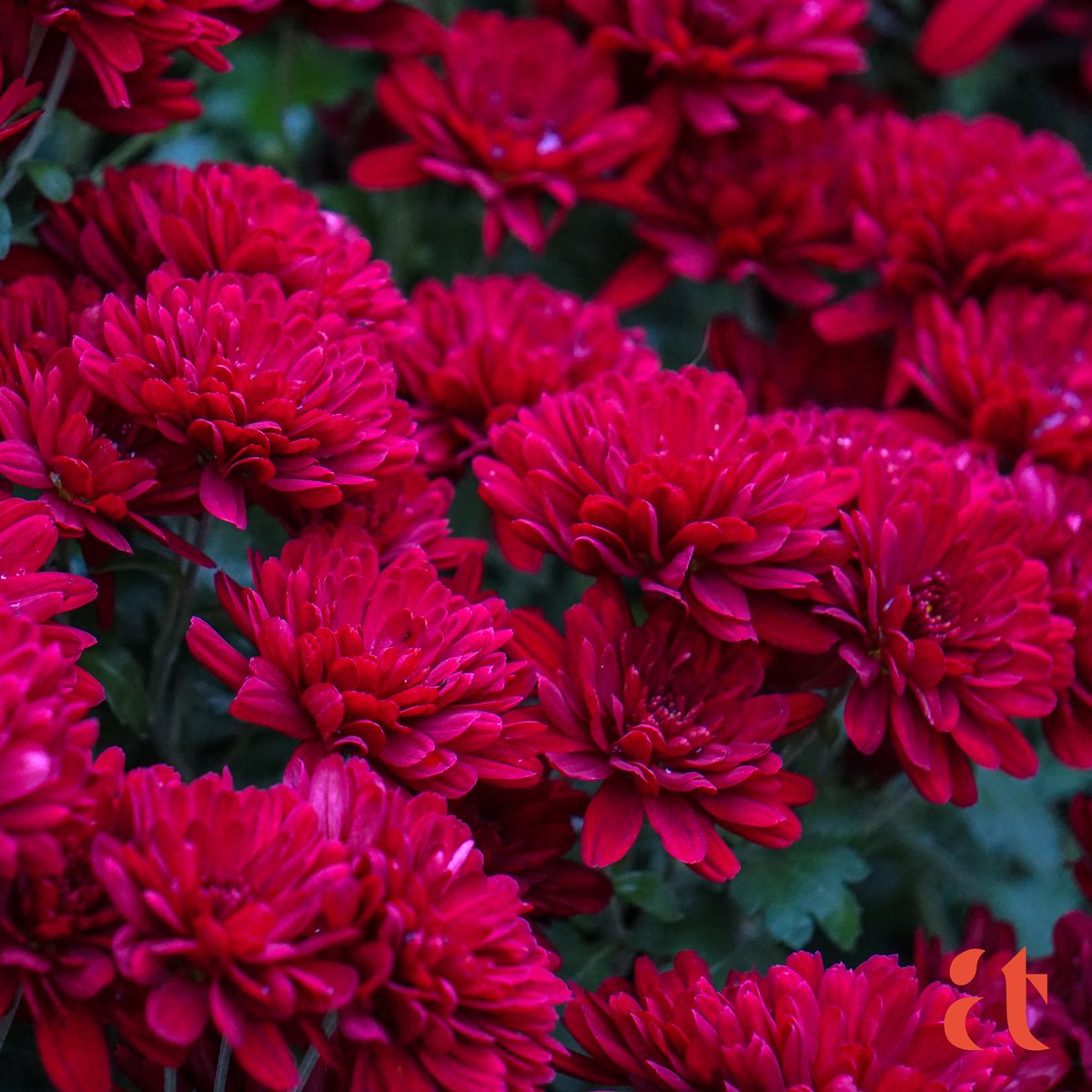 @SiKImagery Red Chrysanthemum

#FridayThe13th 
#Fridayfreeforall
#FlowersonFriday 
#FridayMotivation 
#Flowers 
#FlowerPhotography
#Garden
#Nature
#AravindTarugu