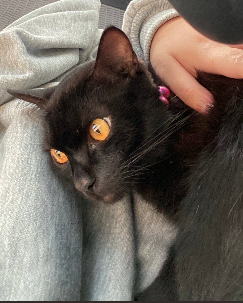 kochengfs's tweet photo. 🐈‍⬛ emg bener ya kucing hitam kalo dipelihara bkin sial dan bangkrut? kalian yg pelihara kucing hitam mnta testi nya dong, papa aku nyuru aku buang kucing ku 😢😢😢 /titipan https://t.co/VzneYPZfuf