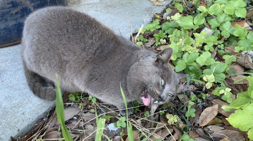 YouTubeを更新しました〜！！
a cat nibbles the tail of fish/魚の尾をかじる
youtu.be/GjCv1R-76fc
#cat #野良猫　#猫　#猫好きさんと繋がりたい
#straycat #猫がいる暮らし
