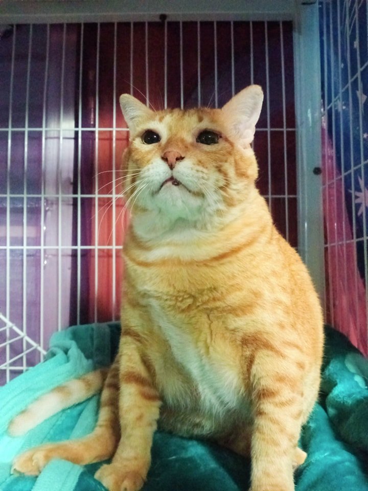 TranslatedCats tweet picture
