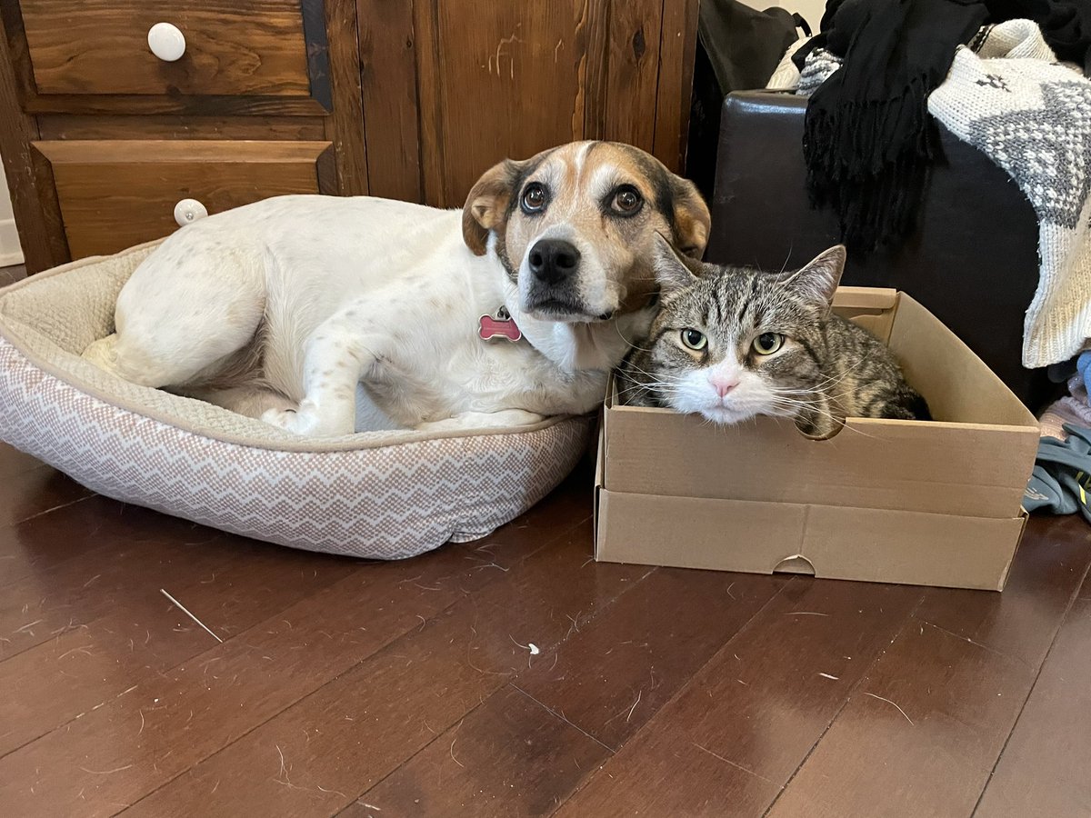 BeabullAris's tweet photo. Me and Simba in our favourite beds #sidebyside #dogsoftwitter #CatsofTwittter https://t.co/LVLs7ervVb