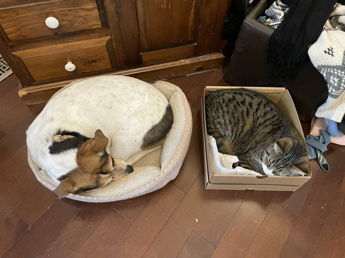 BeabullAris's tweet photo. Me and Simba in our favourite beds #sidebyside #dogsoftwitter #CatsofTwittter https://t.co/LVLs7ervVb
