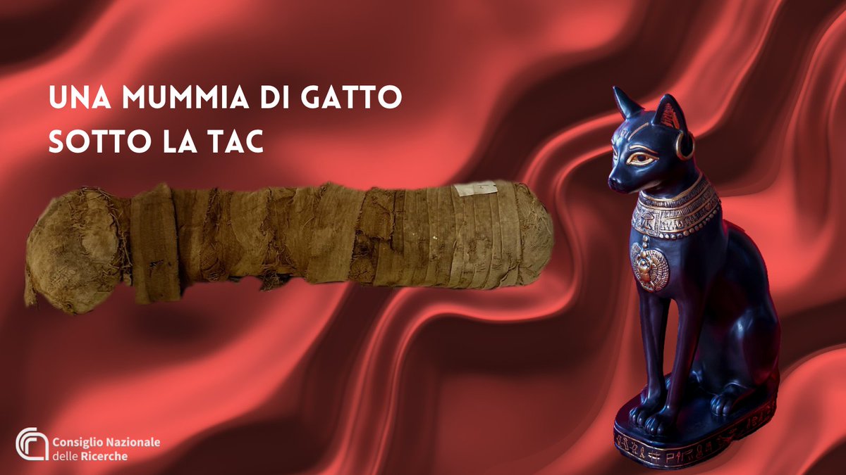 CNRsocial_'s tweet photo. Una mummia di gatto sotto la TAC
@CNR_IFAC nel team interdisciplinare che ha avviato un’indagine su un reperto conservato nel Museo Etnologico Missionario Francescano di Fiesole. 
Scopri i risultati al link👇
https://t.co/1qgs40tbPF https://t.co/UukcLiV1XN