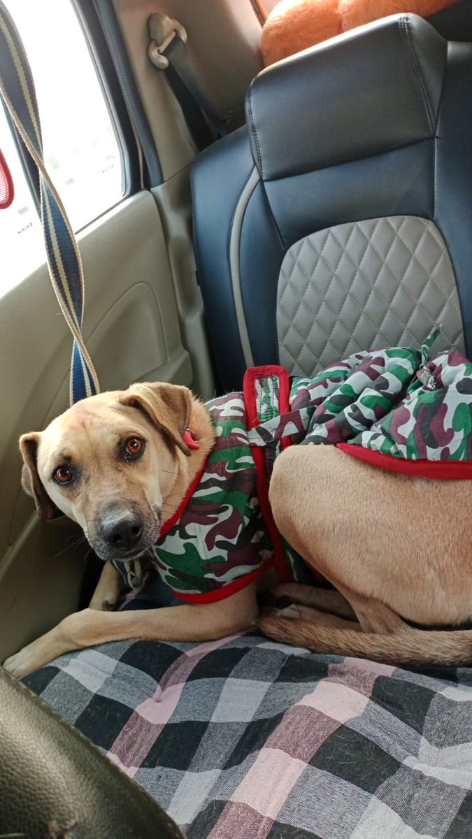 For__Animals's tweet photo. 52 Super Kind Hoomans are requested to donate one item each for our specially abled #rescuedogs so that we can feed them a healthy meal this entire month 🙏
We are out of food &amp; we urge you to please help 🐕‍🦺
#Donatefood via our Amazon wishlist 🐕 https://t.co/zXWPqVvqd6

Do RT 🙏 https://t.co/Bw3U4o0HBm