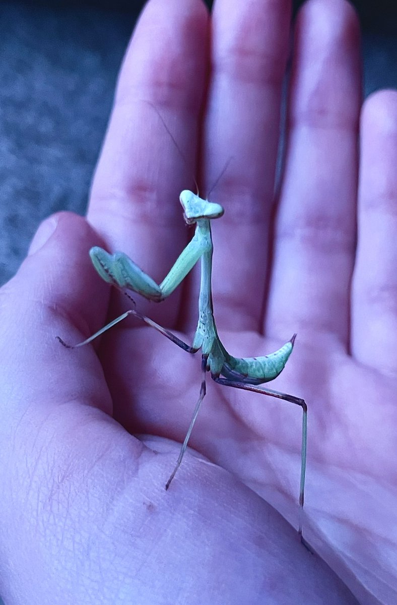 kokabiel__'s tweet image. never realized i could love a bug so much…. 🥹💚 #giantasianmantis #mantids