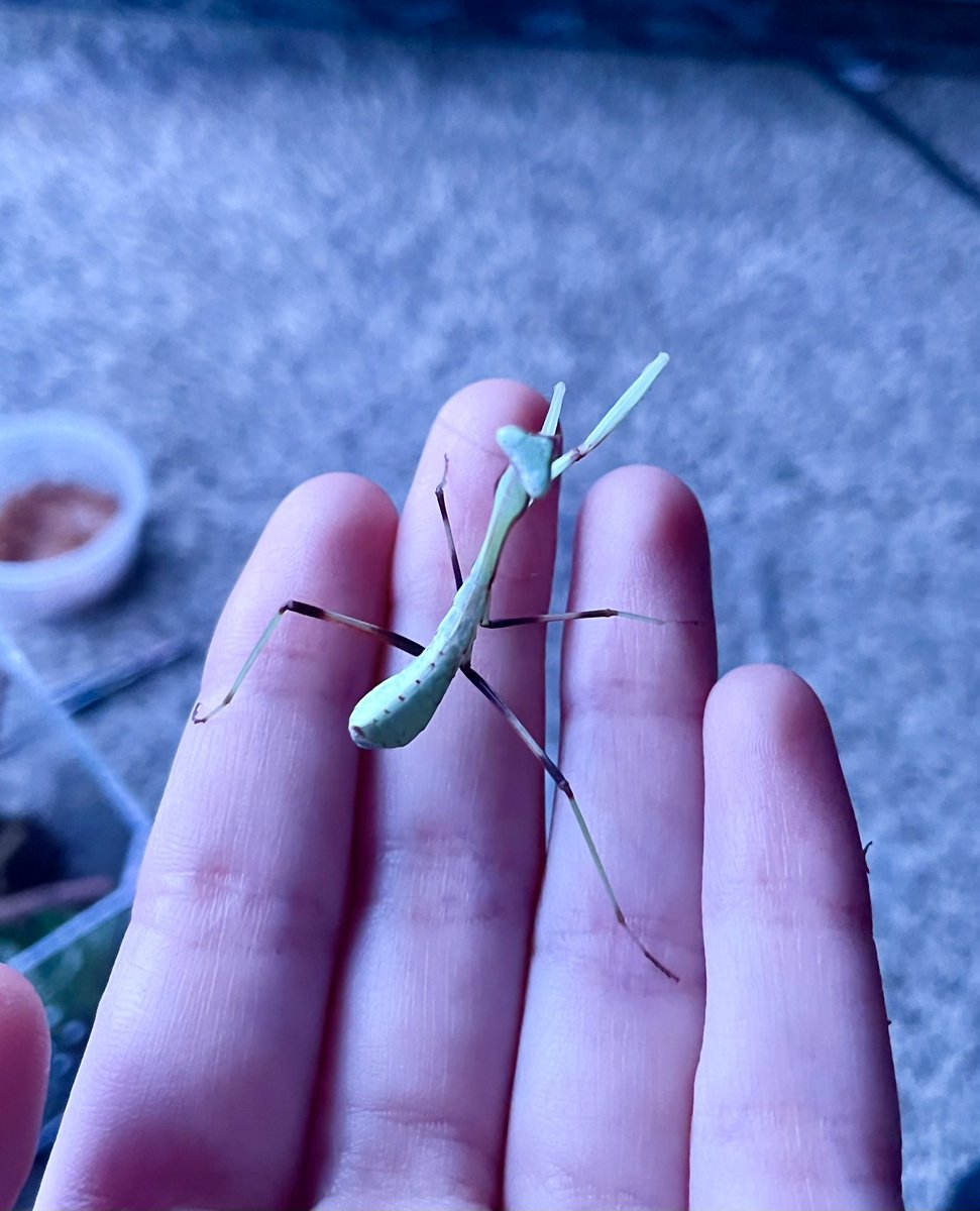 kokabiel__'s tweet image. never realized i could love a bug so much…. 🥹💚 #giantasianmantis #mantids