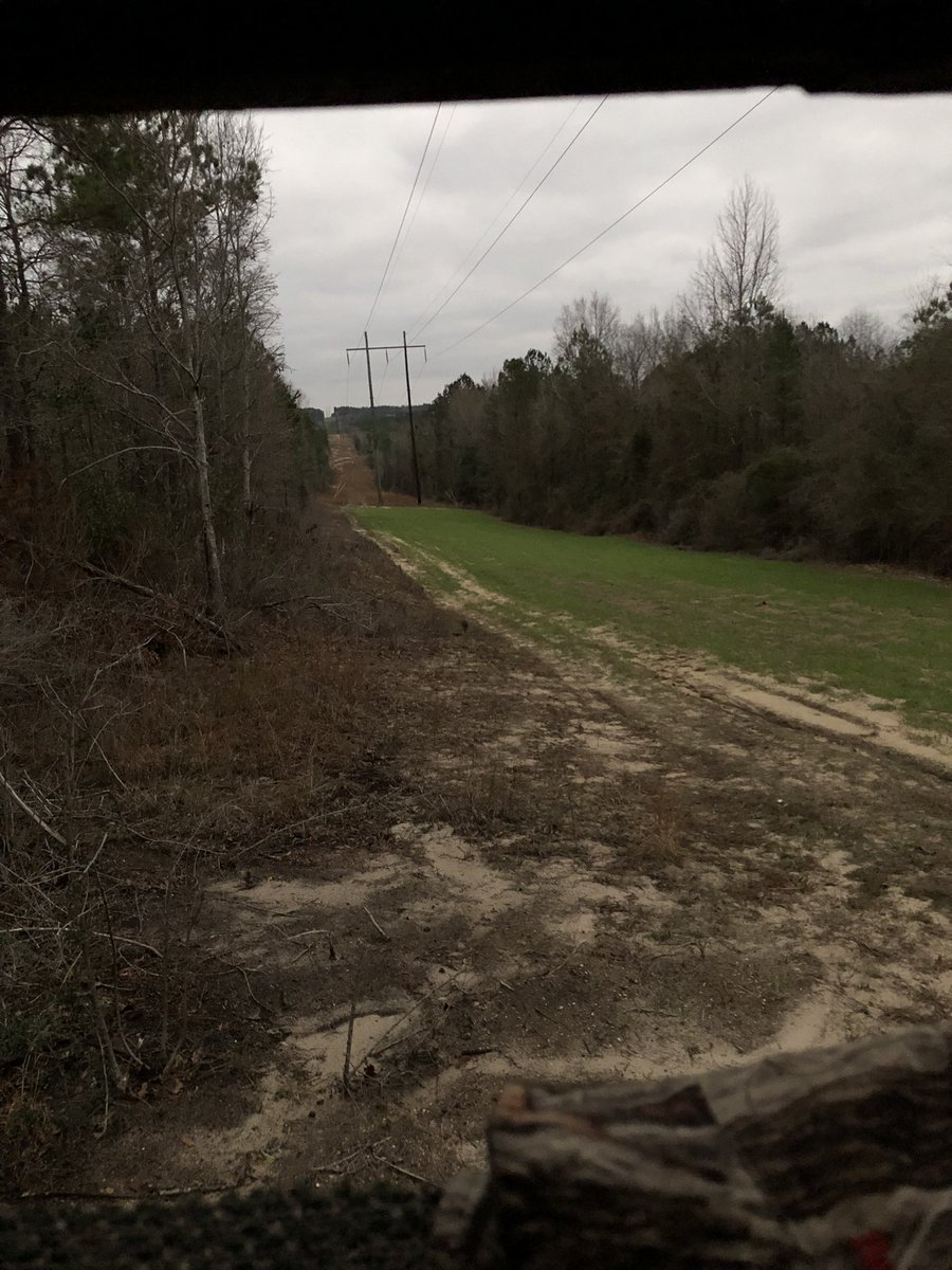 Beautiful morning in the #deer woods