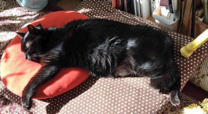 おうちひざしあたたかくてながくなーりおひるねーのしあわせーの猫 