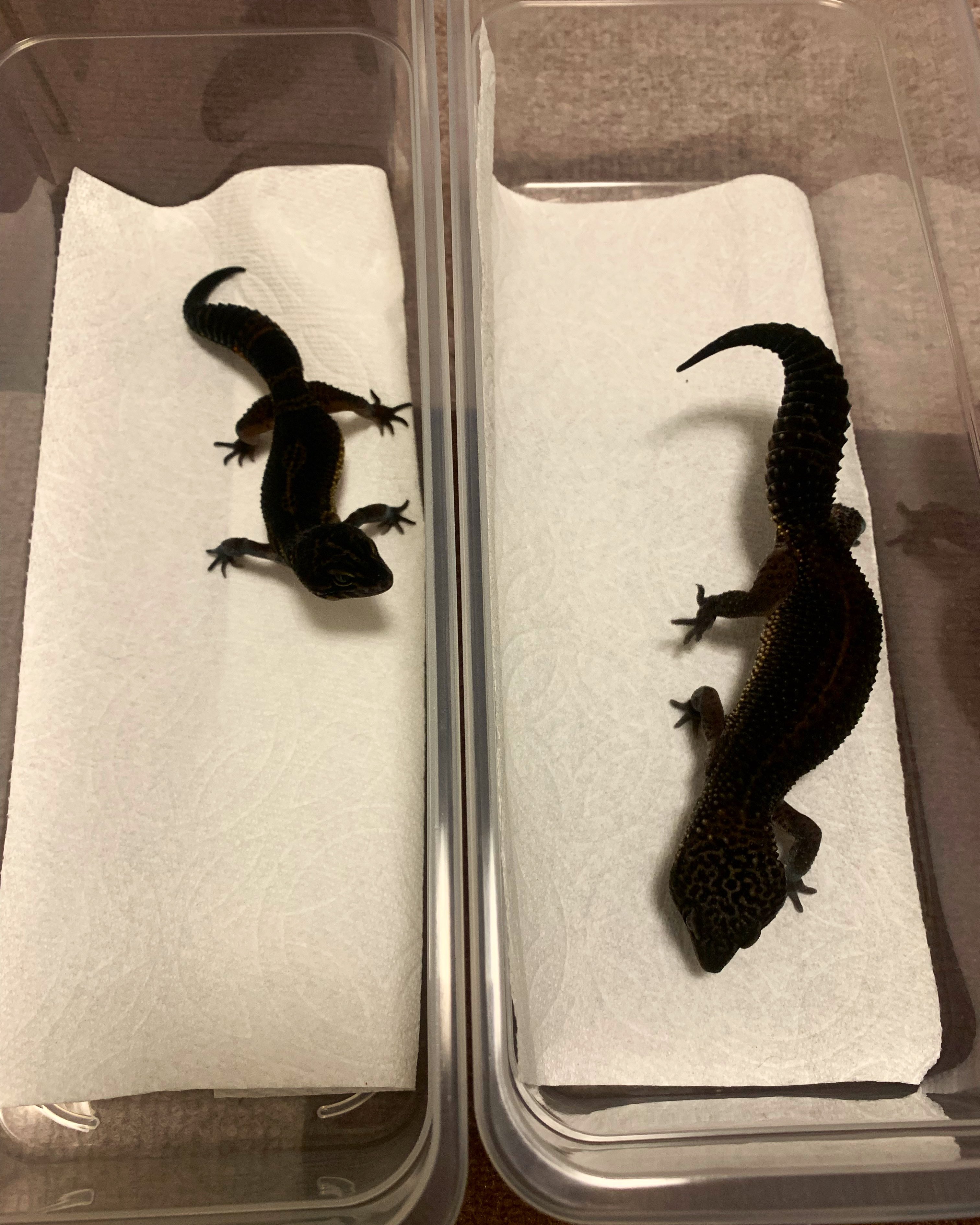 ベンジャミン('﹏*๑) Benjamin (gachio55) / Twitter