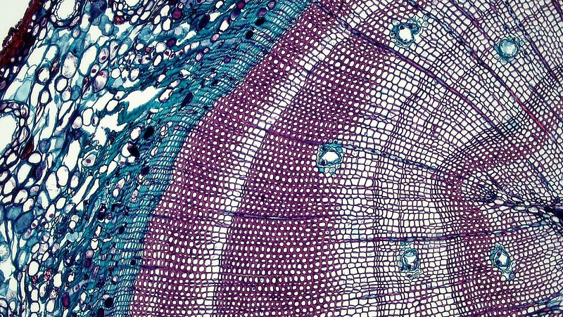 New research from @UConnNRE, <a href="/UConnCAHNR/">UConn CAHNR</a>, <a href="/JamesKnighton10/">James Knighton</a>, and <a href="/scicirc/">@scicirc.bsky.social</a>

(Thanks to <a href="/BerkshireCC/">BerkCommunityCollege</a> Bioscience Image Library for this knockout xylem photo!)