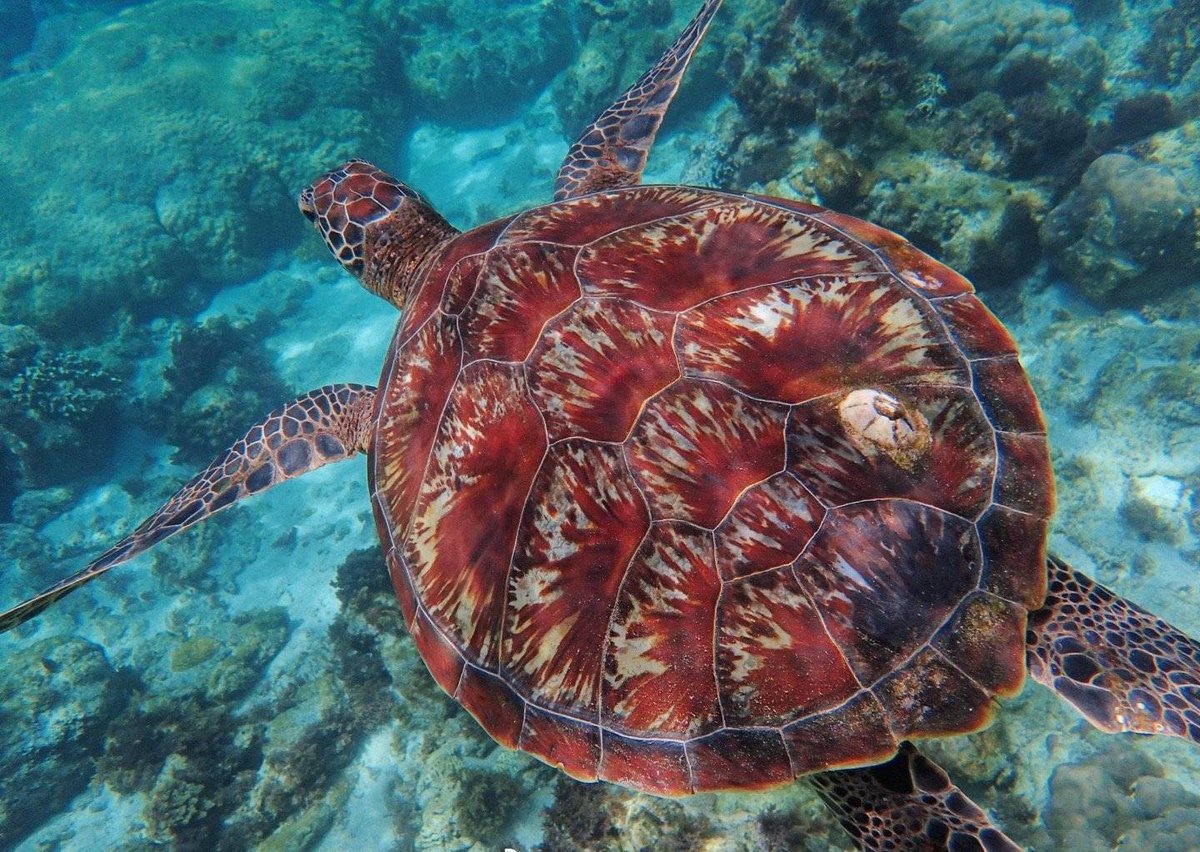 Does anyone know why it is the color it is? How old is this turtle? #Explore#Ocean#Turtle#Diving#Underwater shooting