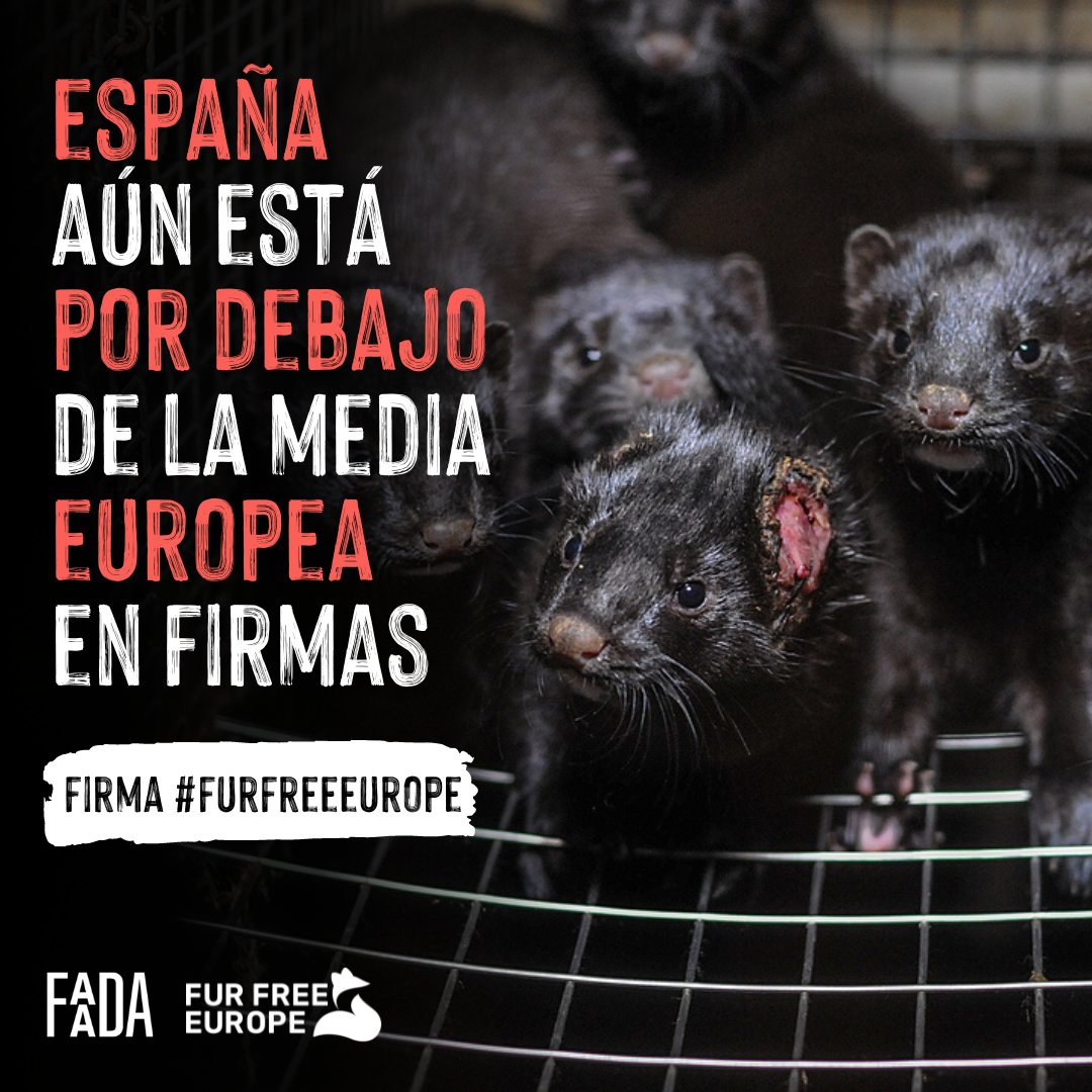 FAADAorg's tweet photo. 🏭🦊Los #animales en las #granjas peleteras viven en un intenso confinamiento, en hileras de pequeñas jaulas estériles. Sufren automutilación, heridas, falta de extremidades...

📢¡#España tiene que decir BASTA a esta crueldad!

FIRMA #FurFreeEurope:
🔗 https://t.co/YxABPIt0qD https://t.co/Cph7fiZccH