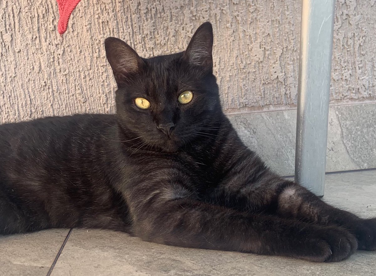 lmdaminelli's tweet photo. Meu pretinho da sorte passando pra te desejar uma ótima sexta-feira 13 https://t.co/sJrKDGP9OF