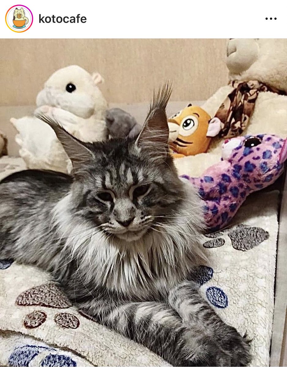 СРОЧНО!!! Этого бубуську принесли какие то твари на усыпление потому что у ребенка аллергия,его сейчас пристраивают волонтеры котокафе.
Ссылка на пост:

instagram.com/p/CnWunZpqMfC/…