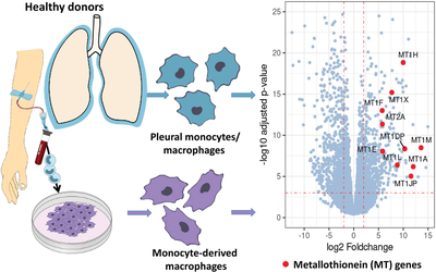 Pleural CD14+ monocytes/macrophages of healthy adolescents show a high expression of metallothionein family genes
Nagoud Schukfeh, Bin Liu, Gertrud Vieten, and Colleagues

#macrophages #metallothioneins #RNAsequencing
bit.ly/3iyTUZT