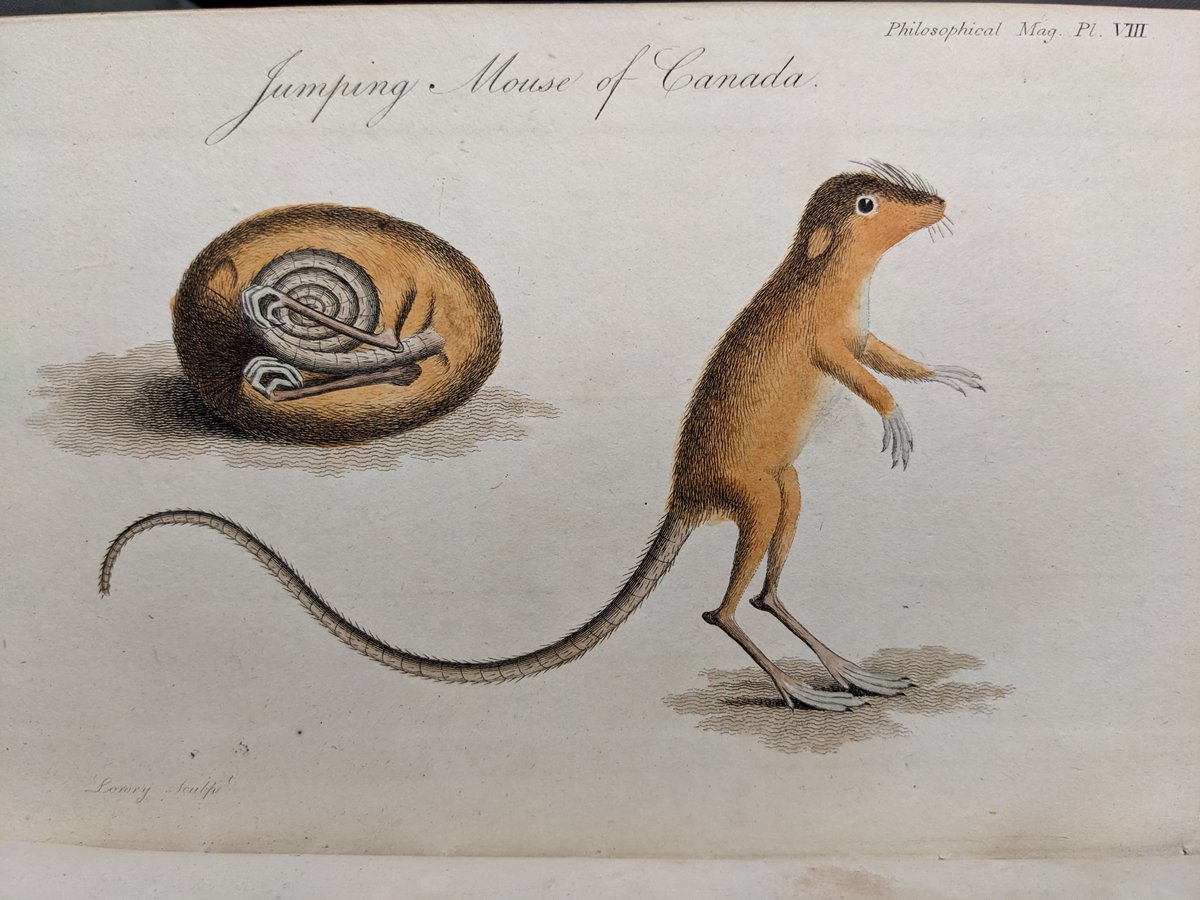 This charming picture of the ‘jumping mouse of Canada’ (woodland jumping mouse) by Thomas Davies, a British army officer and naturalist, is from 𝑇ℎ𝑒 𝑃ℎ𝑖𝑙𝑜𝑠𝑜𝑝ℎ𝑖𝑐𝑎𝑙 𝑀𝑎𝑔𝑎𝑧𝑖𝑛𝑒 (vol. 1 (1798) [C.22.15]). The mouse can jump up to 5 yards! 🐁