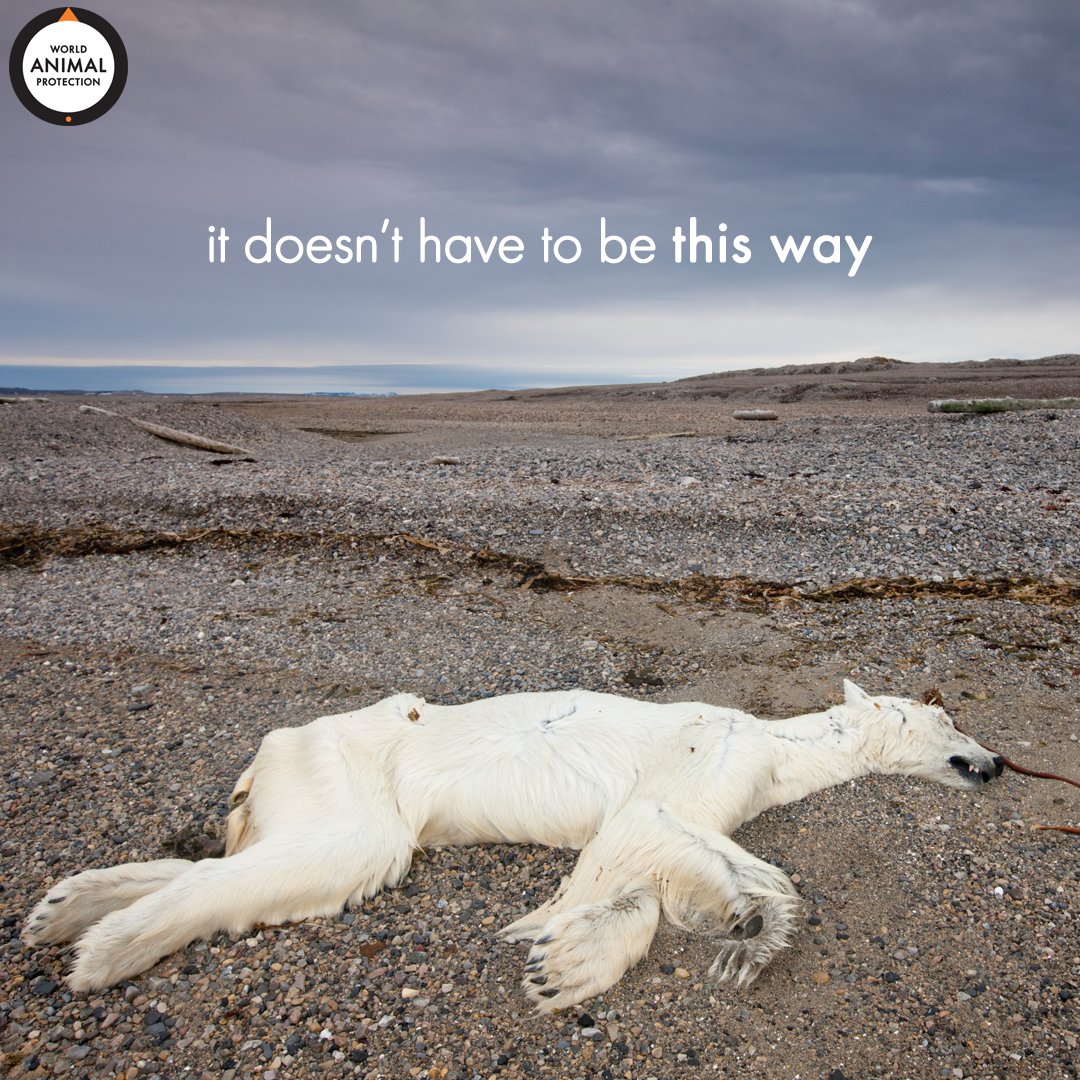 MoveTheWorldUS's tweet photo. In the past 50 years, humans have wiped out 68% of wildlife. 💔 💔 ⠀
⠀
While humans are the problem, we're also the potential solution. 

Learn how you can protect wildlife: https://t.co/r0fNZMWaVi https://t.co/cmpf2VMY5c