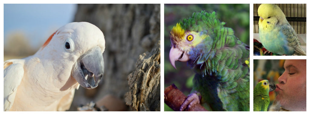 BirdSupplies's tweet photo. Giving back never goes out of style. 
If you're looking for a way to support parrots in need this winter season, then please visit our page where donations will be going towards helping rehabilitate parrots.

Please visit our page and consider donating today. Thank you so much... https://t.co/t0Xv70z1eY