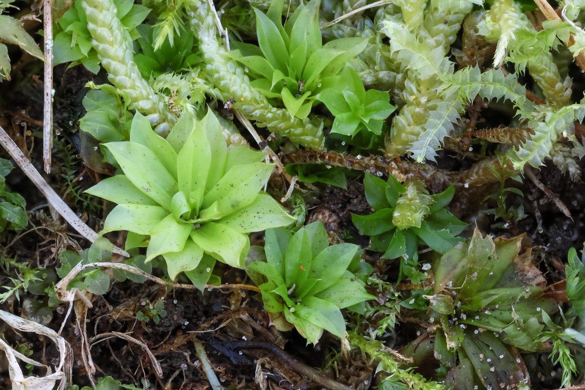 A few colonies of Orobus Seed Liverwort (Targionia hypophylla) at Cwm Ivy today, new for Glamorgan; seen here growing with Hemisphaeric Liverwort and the Nationally Rare Pretty Cord-moss. Plenty Rose-moss too <a href="/BBSbryology/">BBSBryology</a>