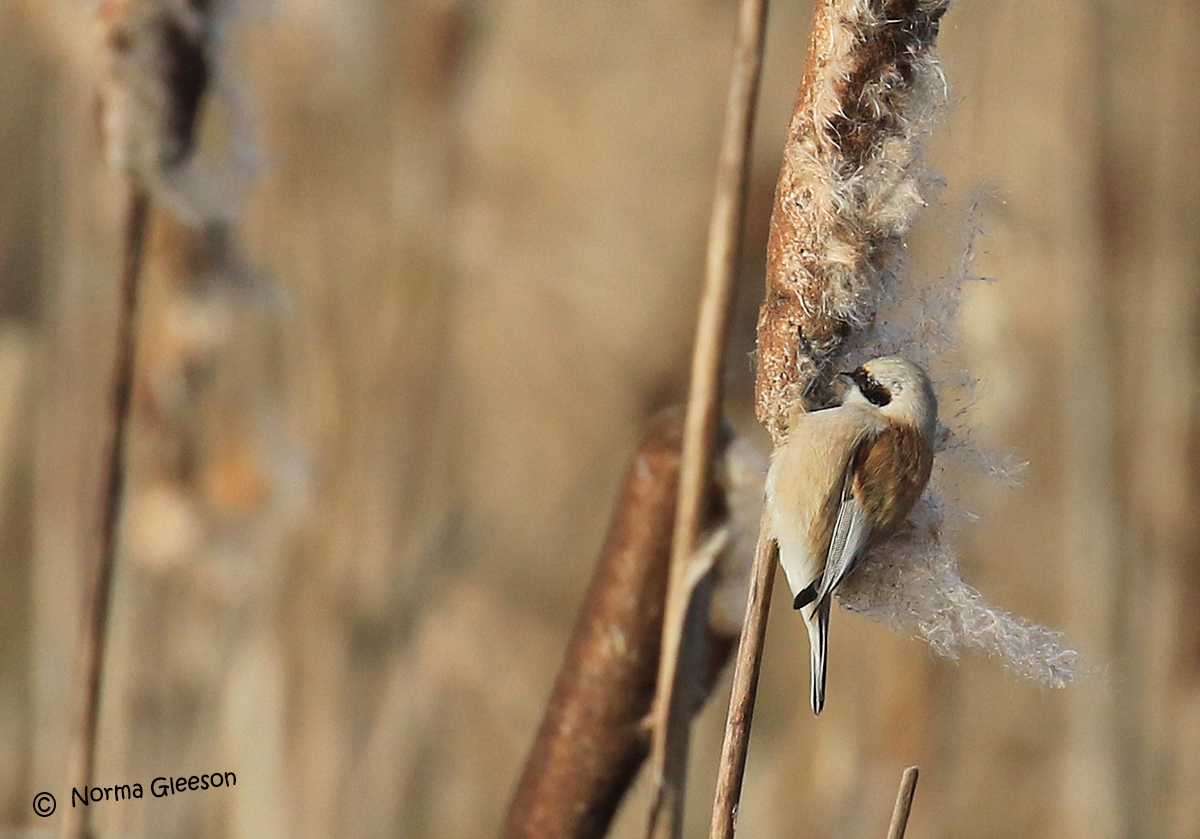 Norma Gleeson tweet media