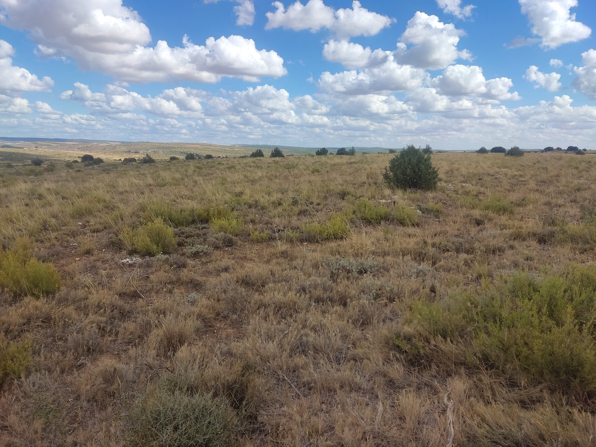 1/2 En Cuenca, en el término municipal de Valeria, queremos realizar acciones de mejora del hábitat en zonas donde la alondra ricotí se ha extinguido recientemente. 
<a href="/EcologiaUam/">Ecología UAM</a>  <a href="/gobjccm/">Gobierno de Castilla-La Mancha</a>