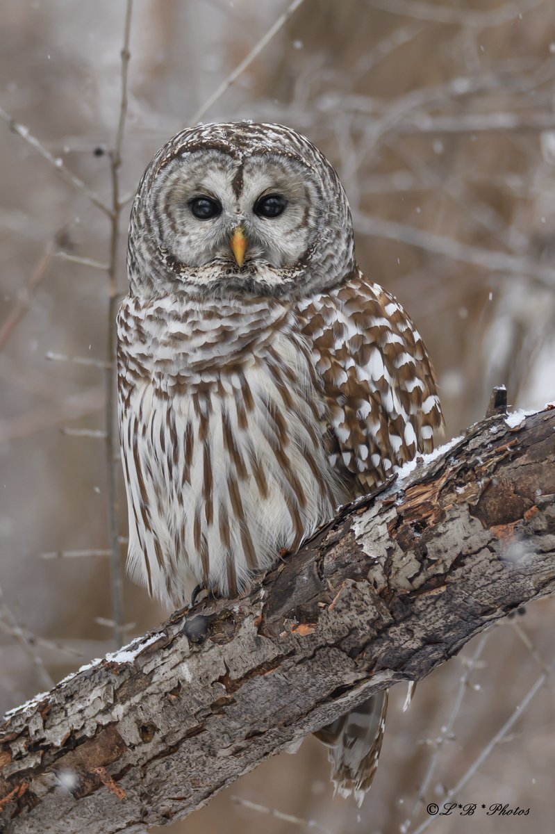 Lorr 333 (@lorr333) on Twitter photo #BarredOwl during #snowfall. #Montréal #Québec #Canada . #BirdsSeenIn2023 #birds #NaturePhotography #photooftheday #BirdTwitter #wildlife <a href="/Britnatureguide/">The British Nature Guide</a> <a href="/ThePhotoHour/">#ThePhotoHour</a> <a href="/BPQBirdsighting/">BPQ Bird sightings</a> <a href="/worldbirds32/">World birds</a> @birdnames_en <a href="/BirdsCanada/">Birds Canada</a> <a href="/AP_Magazine/">Amateur Photographer</a> <a href="/Natures_Voice/">RSPB</a> <a href="/birdsoftheworld/">Birds of The World: The Cornell Lab</a> *click #BarredOwl during #snowfall. #Montréal #Québec #Canada . #BirdsSeenIn2023 #birds #NaturePhotography #photooftheday #BirdTwitter #wildlife <a href="/Britnatureguide/">The British Nature Guide</a> <a href="/ThePhotoHour/">#ThePhotoHour</a> <a href="/BPQBirdsighting/">BPQ Bird sightings</a> <a href="/worldbirds32/">World birds</a> @birdnames_en <a href="/BirdsCanada/">Birds Canada</a> <a href="/AP_Magazine/">Amateur Photographer</a> <a href="/Natures_Voice/">RSPB</a> <a href="/birdsoftheworld/">Birds of The World: The Cornell Lab</a> *click