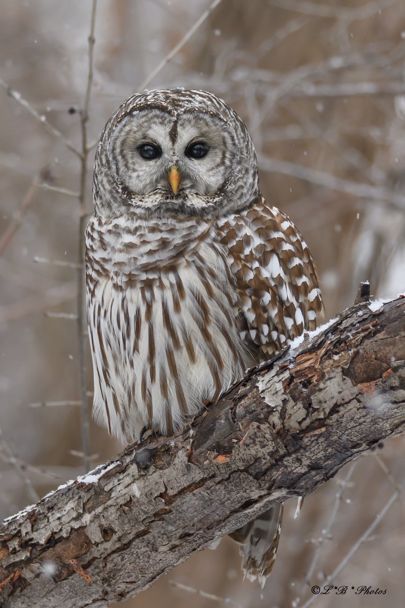 #BarredOwl during #snowfall. #Montréal #Québec #Canada . #BirdsSeenIn2023 #birds #NaturePhotography #photooftheday #BirdTwitter #wildlife @Britnatureguide @ThePhotoHour @BPQBirdsighting @worldbirds32 @birdnames_en @BirdsCanada @AP_Magazine @Natures_Voice @birdsoftheworld *click