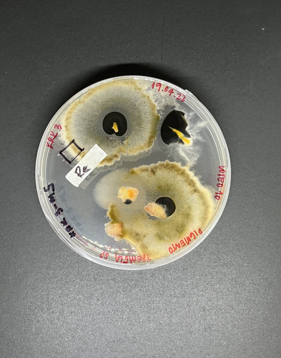 Fungi Studies en proceso… próximamente con Suma Galería en Zona Maco. La primera muestra de @interspecifics del 2023. Con el apoyo de Lab de Tecnología Libre UC, LabVa y BioFab UC  #fungistudies 

#art #bio #procedural #graphics #plotter