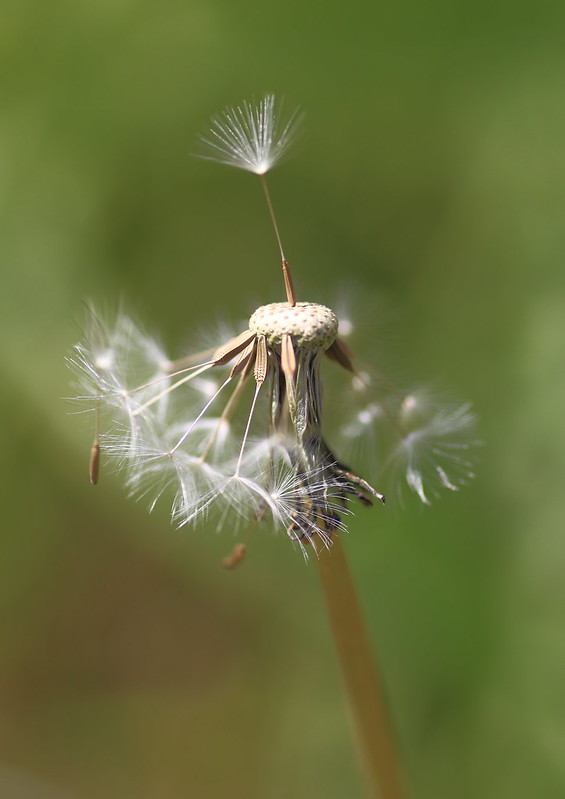 RumyanaW's tweet photo. Hello Friday! ☘️🍃🌟Wish a Happy weekend everyone! 
 #macro #macrophotography #nature #NaturePhotography #DANDELION #light #capturethelight #BeautyOfNature #floral #nftart #NFTartist https://t.co/aHXU3XXhZm