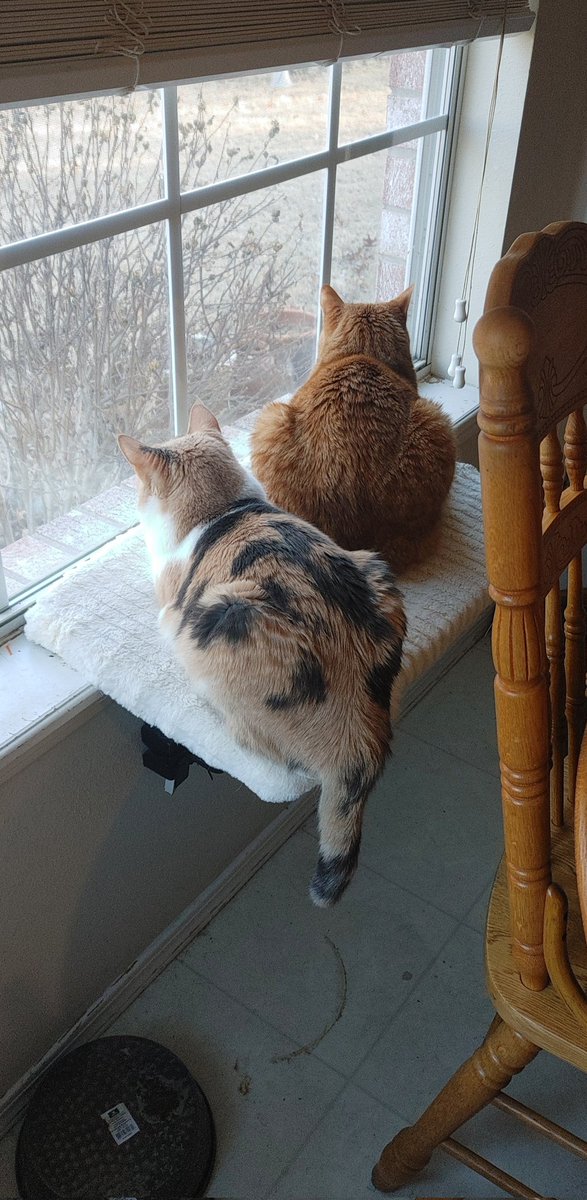 TheyMelinda's tweet photo. ❤️ They like the birds https://t.co/Gl0CqoaciA
