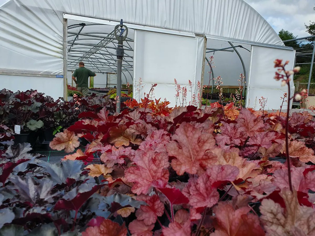 plantagogo's tweet photo. Just a little taste of last summer βοΈ
It's hard to believe in these gloomy damp days it will be like this again!
It will, though, thankfully π
Brightens up the day looking at summer pictures π
#Heuchera
#Heucherella
#gardenplanning
#getreadyforspring
#rhsshows https://t.co/35TmCqMlWk