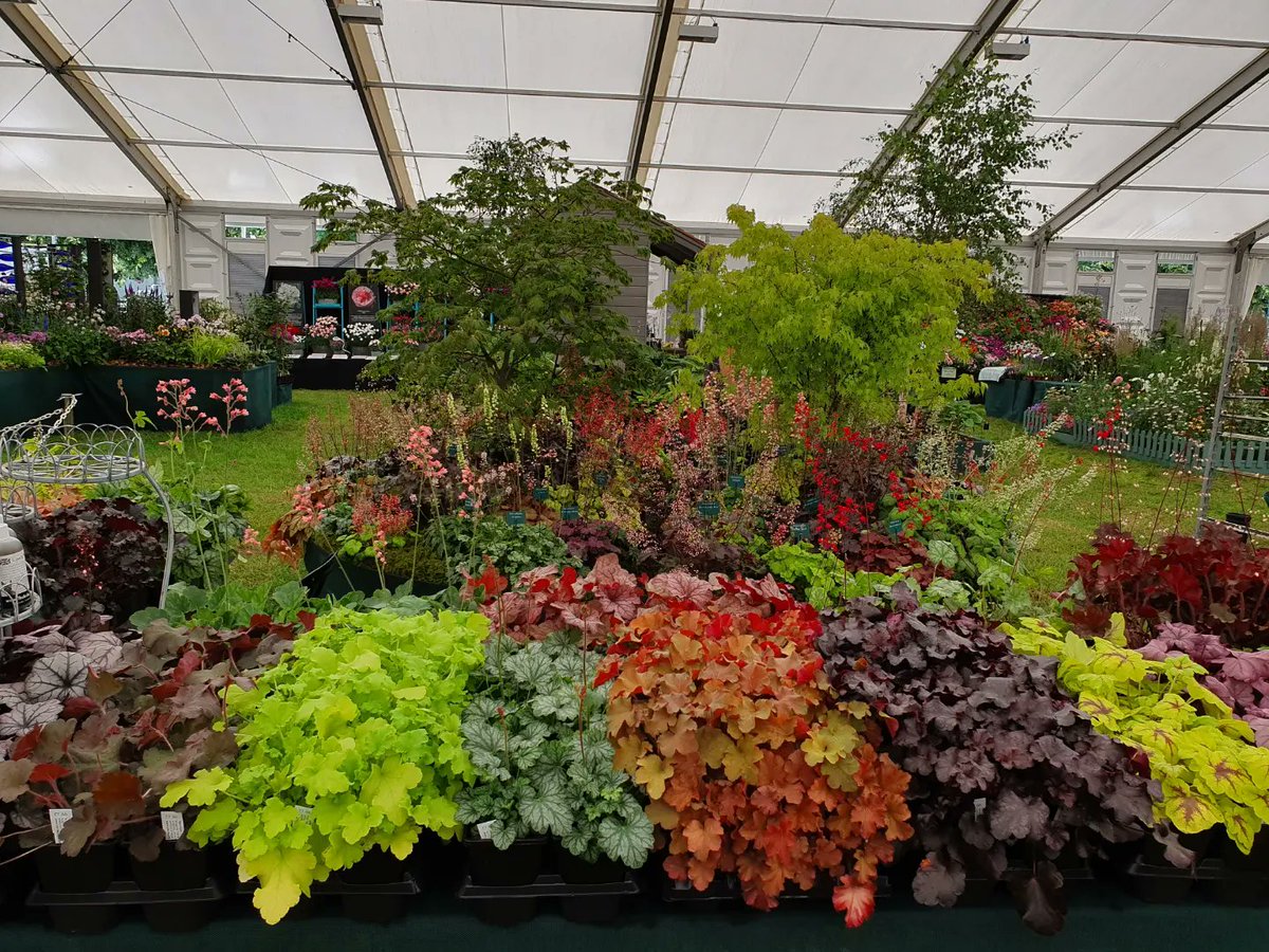 plantagogo's tweet photo. Just a little taste of last summer βοΈ
It's hard to believe in these gloomy damp days it will be like this again!
It will, though, thankfully π
Brightens up the day looking at summer pictures π
#Heuchera
#Heucherella
#gardenplanning
#getreadyforspring
#rhsshows https://t.co/35TmCqMlWk