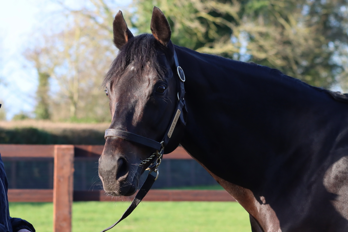 Poet's Word @boardsmillstud if you only go and see 1 horse on the #irishstalliontrial, go and see this horse - stunning looking horse