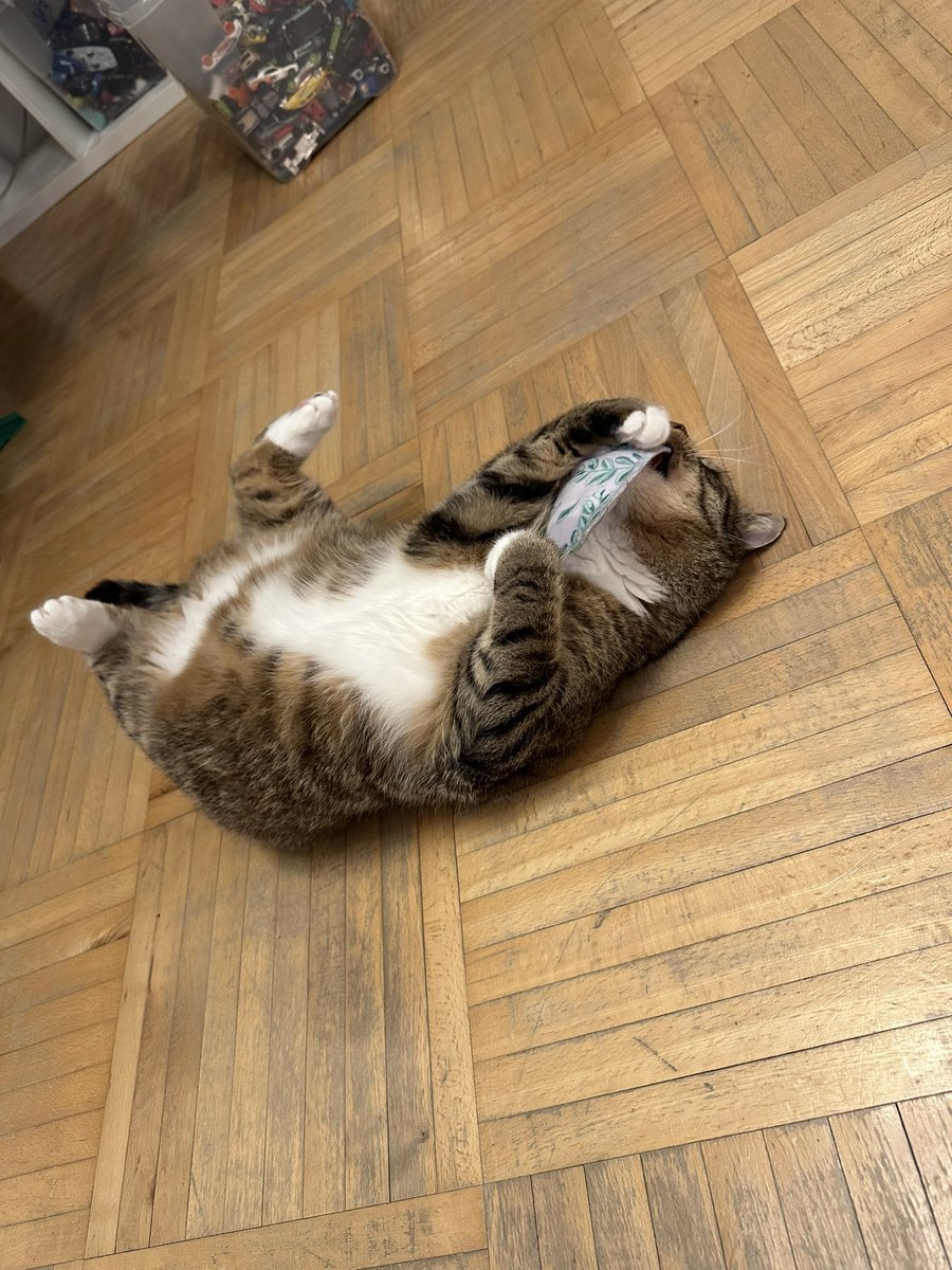 olyapka's tweet image. Барсик и подушечка с валерьянкой