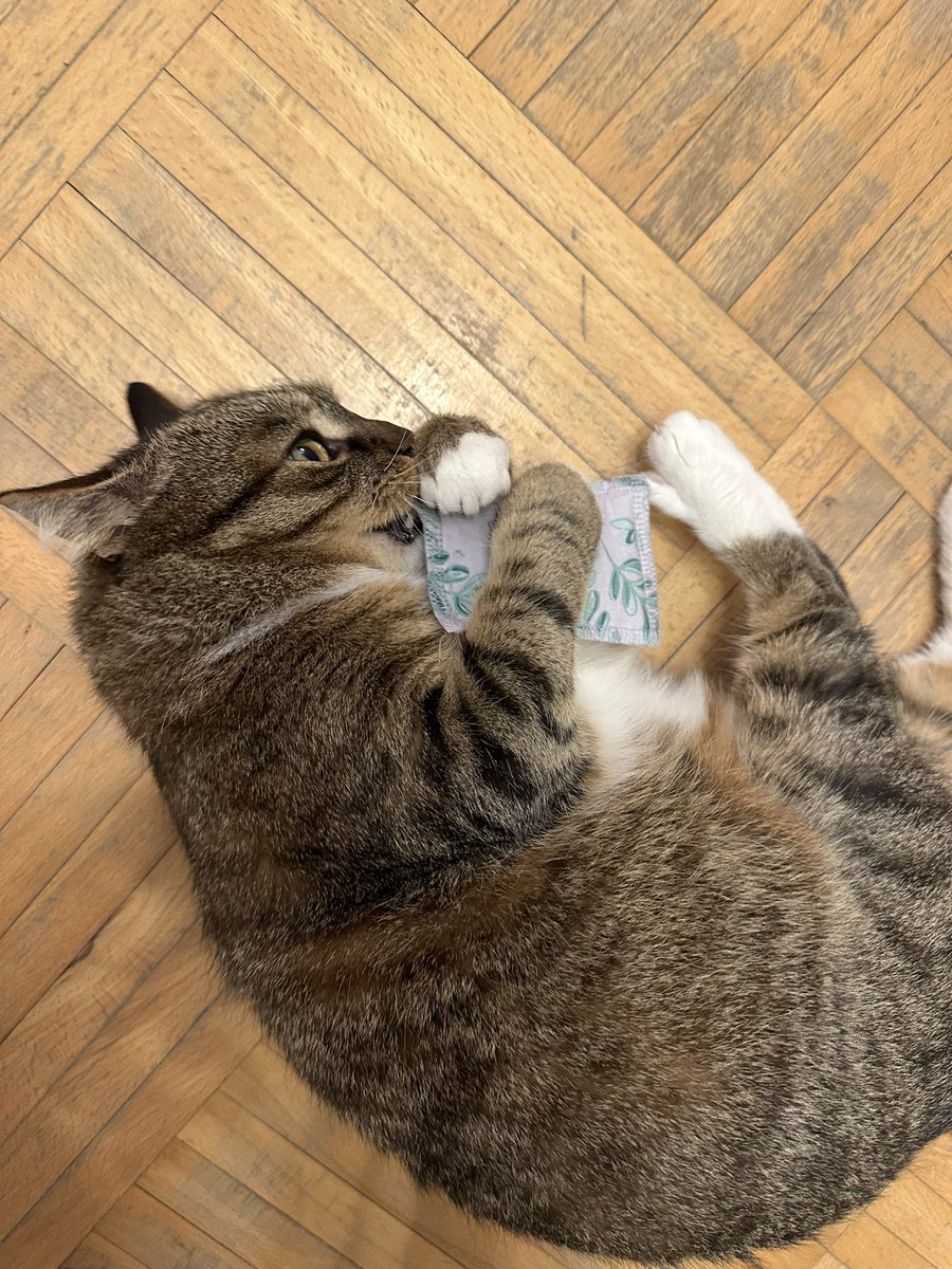 olyapka's tweet image. Барсик и подушечка с валерьянкой