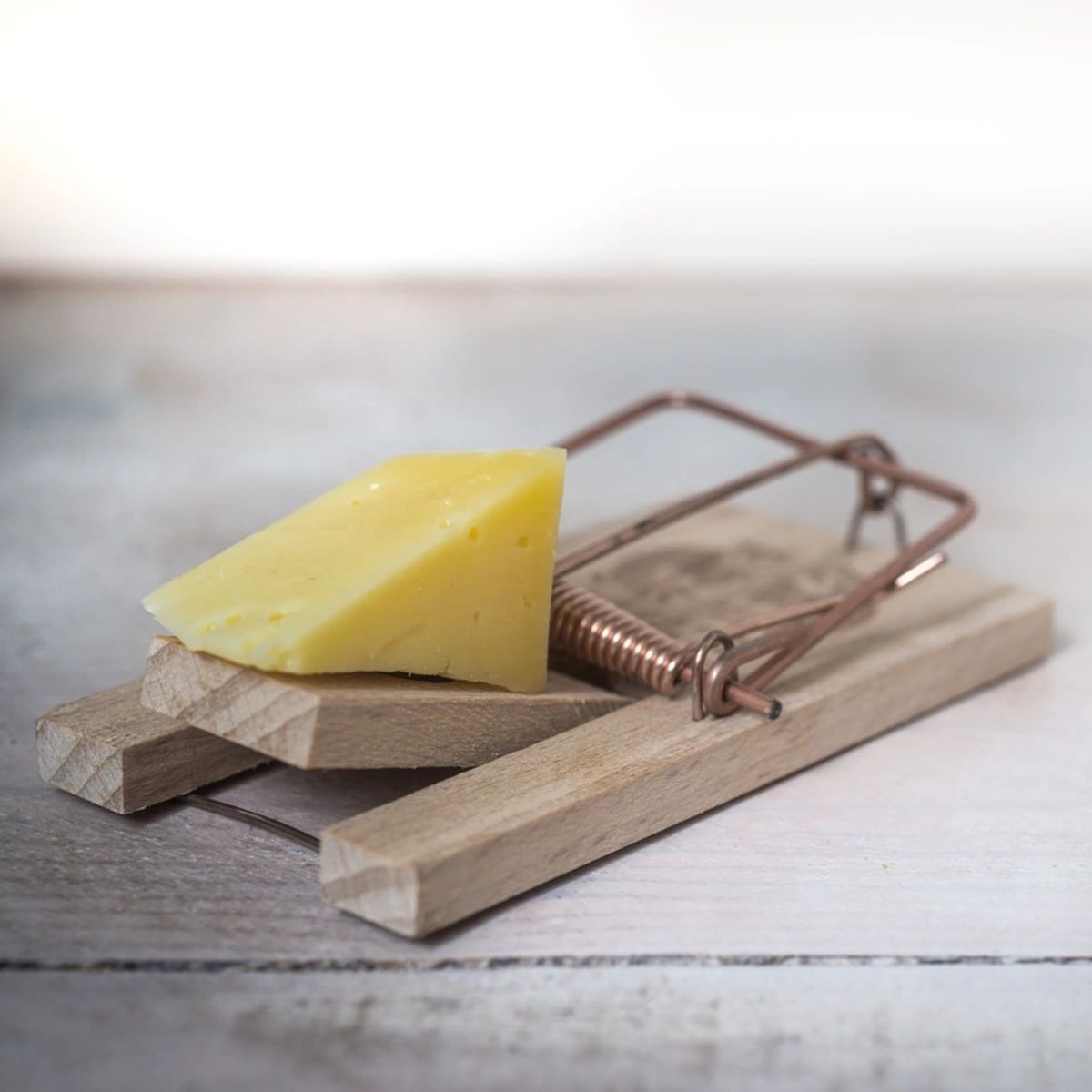 Gmanpestcontrol's tweet image. If this is your only defense against rodents that overwinter in your home this year, we have a much more effective solution. It starts with just one phone call: (845) 226-6211. #GManExterminating #GManPestControl