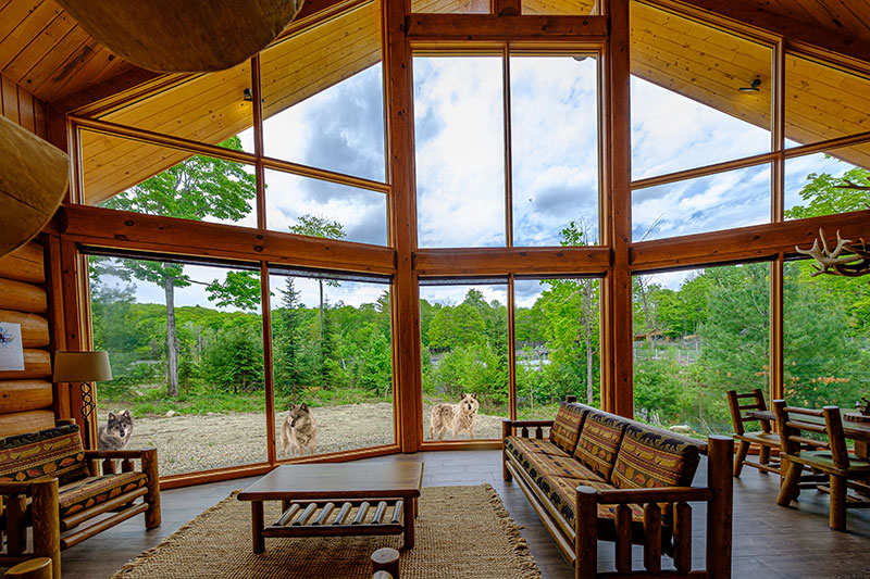 CAZA_AZAC's tweet image. L'expérience « Dormir avec les loups » du Parc Omega est inoubliable !

Plus d’info : bit.ly/3jcJxuF

#ExploreCanada
#TourismQuebec
#ParcOmega