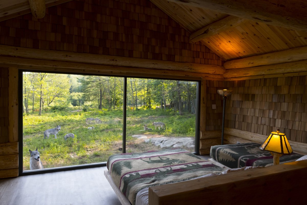 CAZA_AZAC's tweet image. L'expérience « Dormir avec les loups » du Parc Omega est inoubliable !

Plus d’info : bit.ly/3jcJxuF

#ExploreCanada
#TourismQuebec
#ParcOmega