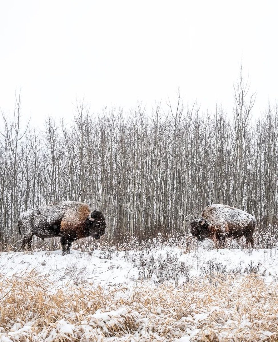 The standoff #elkisland