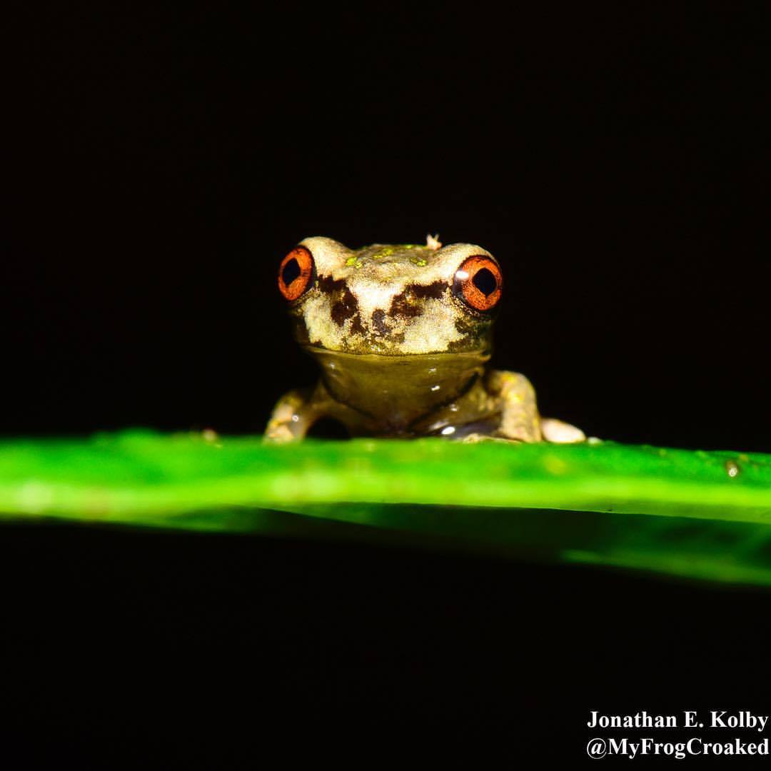 MyFrogCroaked's tweet photo. Sometimes it's easy to feel like a small frog looking for its place in a big wide world. https://t.co/p7YLioxHdN