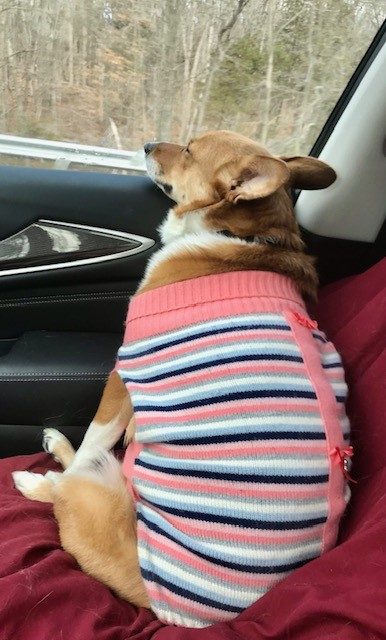 VillageOaksATX's tweet photo. Arguably the best day of the year? It's #NationalDressUpYourPetDay! While they may not love it as much as we do, there are few things better than seeing your pet in a sweater. Here is CM Ben's pup, Daisy, enjoying the view (or sleeping) in her lil sweater.
#Austin #AustinPets https://t.co/cDltyEsBMR