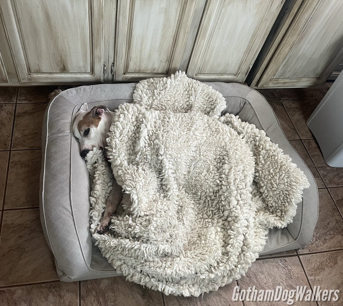 GothamDogWalker's tweet photo. Someone has a head start.
.
.
#ILoveDogs #GothamDogWalkers #DogBoarding #DoggyDaycare #DogWalkers #DogWalk #DogWalkingLife #DogLife #Dogs #DogModel #Doggies #DogPhotos #CuteDogPics #HappyDoggy #ILoveRichmondHill #RichmondHill #QueensDogs #DogWalkerNYC #NYCDog #SleepyDog #Bed https://t.co/8dGBSXyAzx