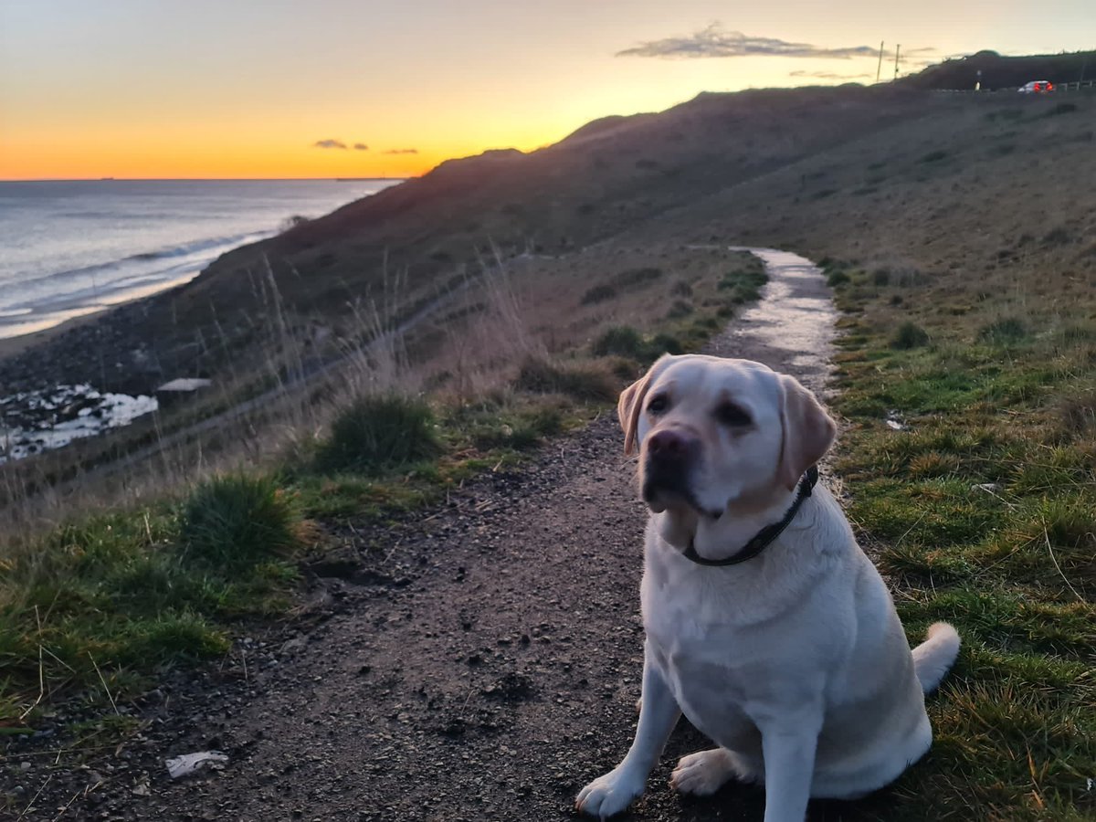 Alison_Cooper1's tweet photo. @Crufts Always no 1! Luna, age 6! https://t.co/FJsIwY7q7P