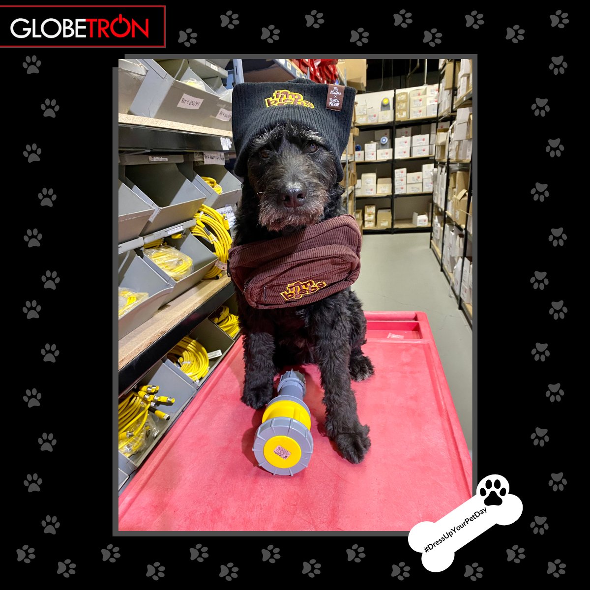 Nala's been hard at work doing inventory in the warehouse and it seems that she decided to dress herself up for #NationalDressUpYourPetDay. Though, she was not impressed when she was caught wearing her #timbiebs attire... turns out, we have a secret <a href="/justinbieber/">Justin Bieber</a> fan among us!