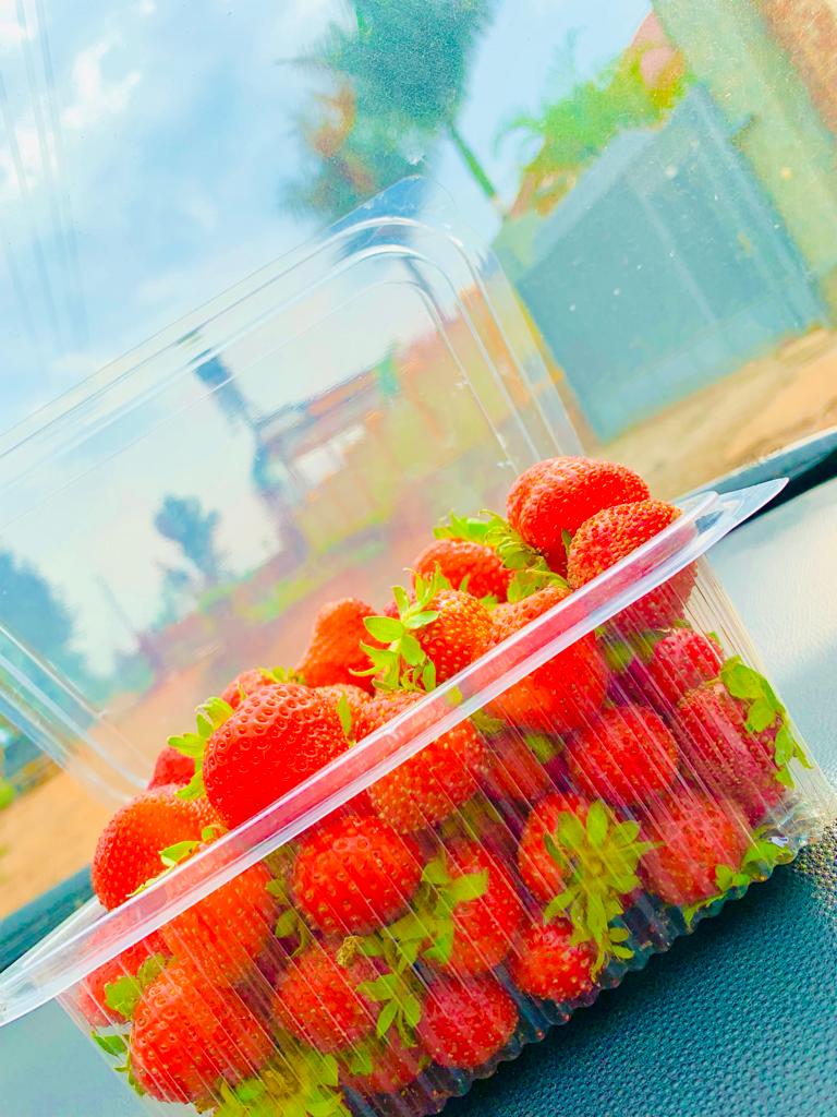 Germin8Rwanda's tweet photo. Happy 2023 from all of us at Germin8 Rwanda. We look forward to making the next delivery of our delicious, GMO-Free Strawberries, fresh from our soilless garden to your doorstep! #RwandaWorks #AgriTech #VerticalFarming https://t.co/2X2lsEInZH